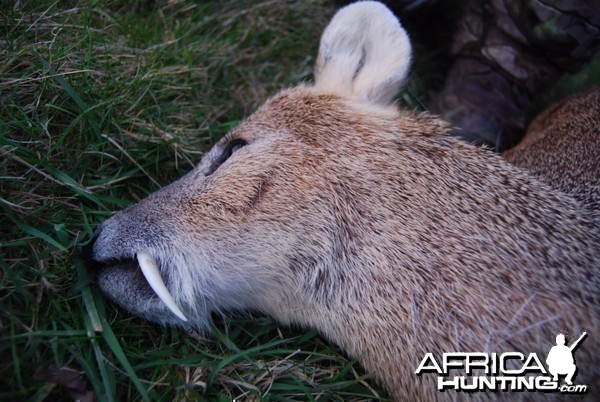 Chinese water deer