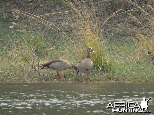 Egyptian Geese