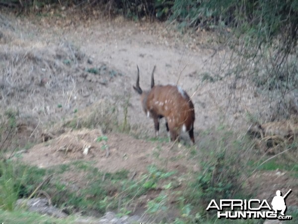 Bushbuck