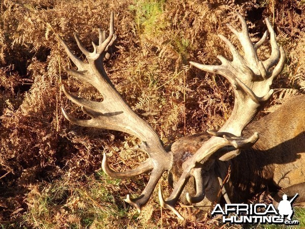 Stunning Red Stag