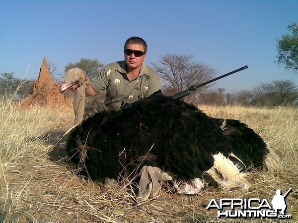 Hunting Ostrich