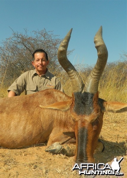 Red Hartebeest 2014