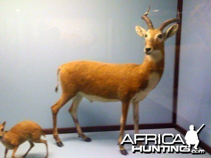 Taxidermy Kob