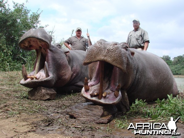 Hippopotamus Zimbabwe