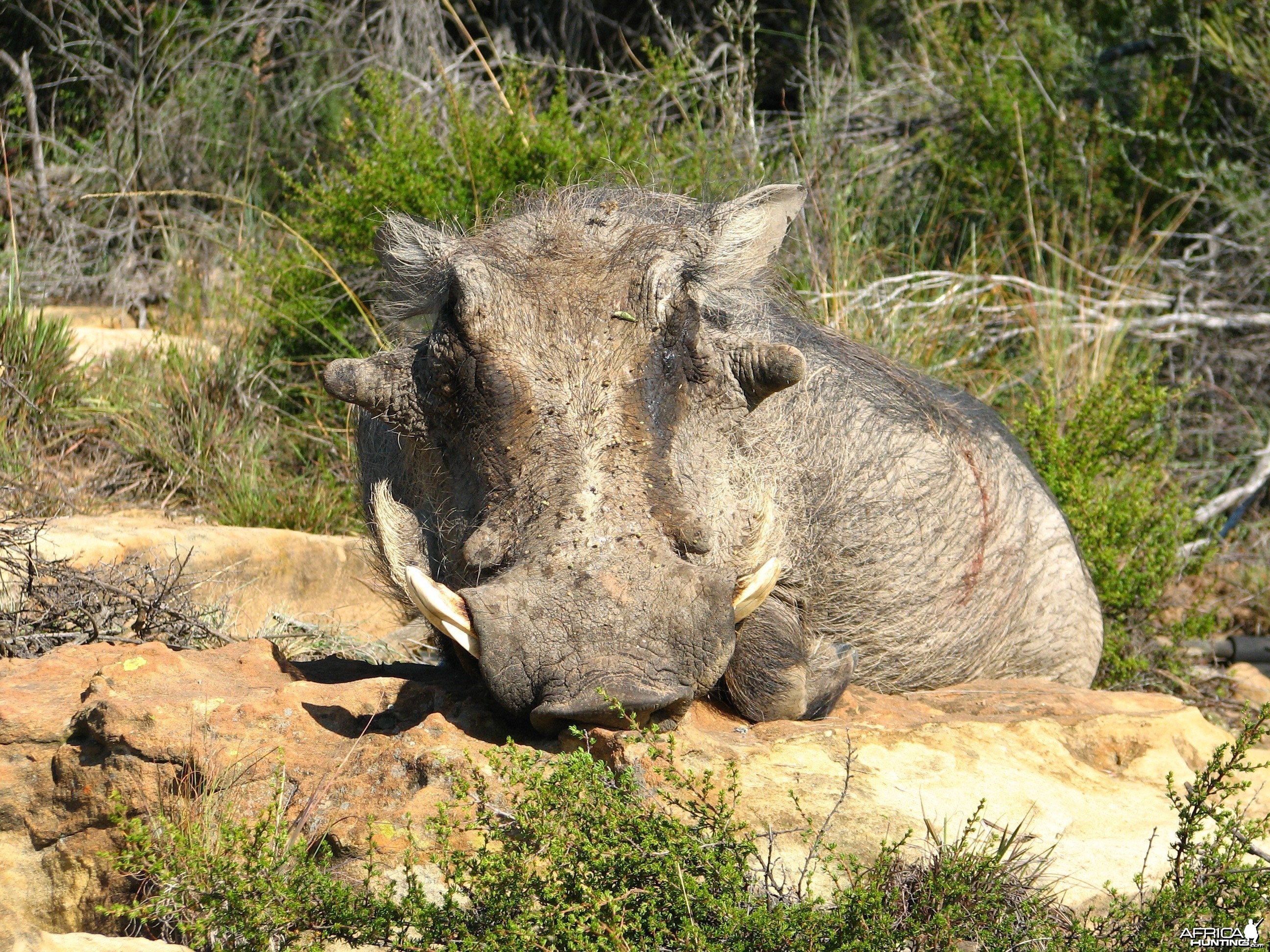 Warthog