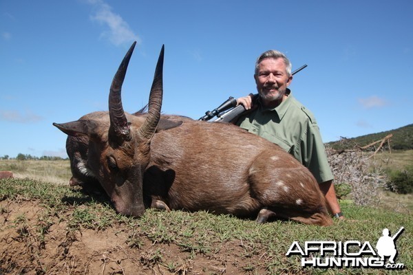 Cape Bushbuck 2014