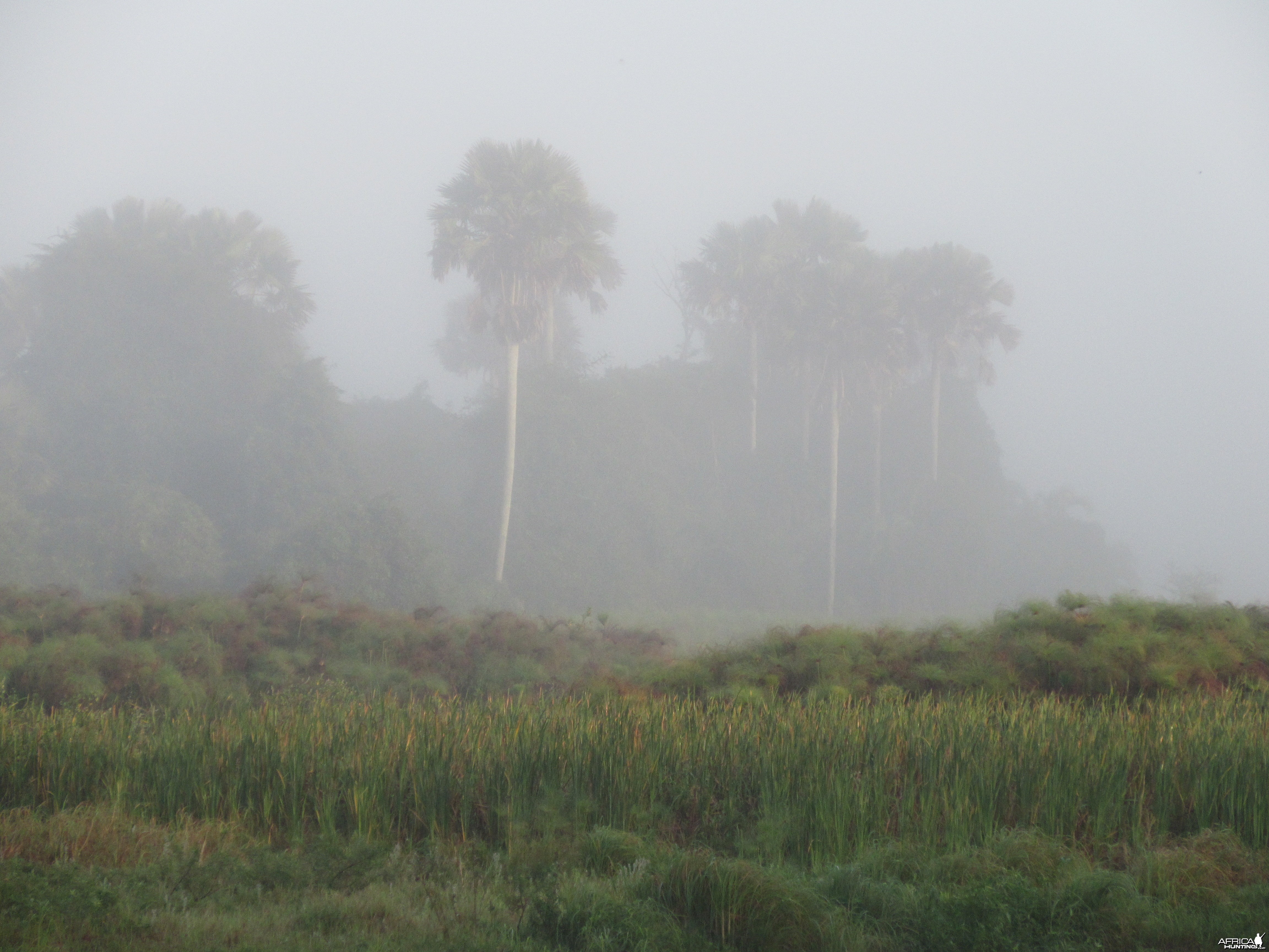Zambezi Delta Fog