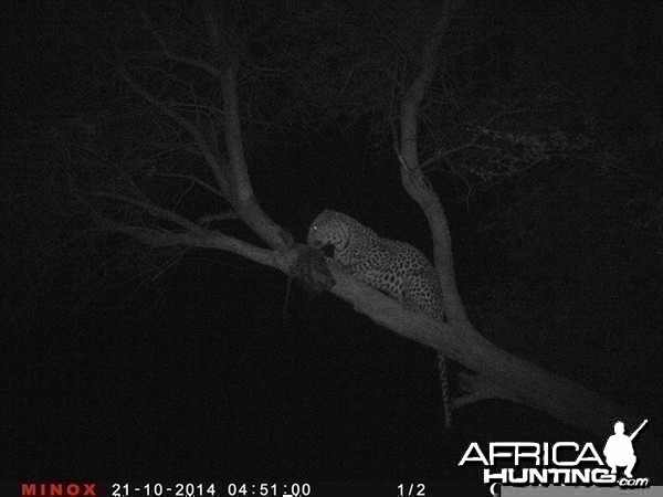 Leopard Namibia