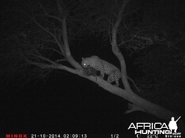 Leopard Namibia