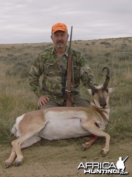 Pronghorn Antelope