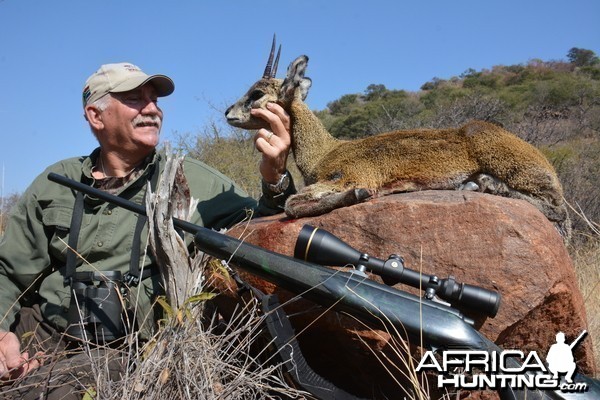 Klipspringer