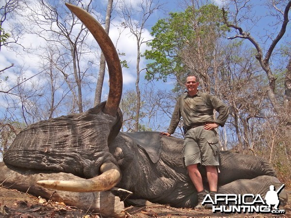 Elephant - Mozambique