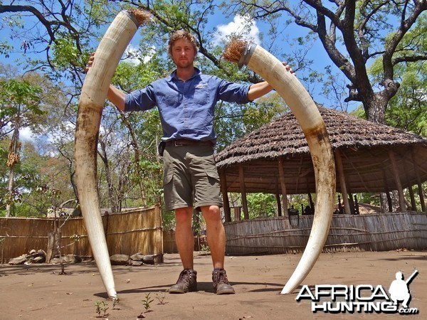 Elephant - Mozambique