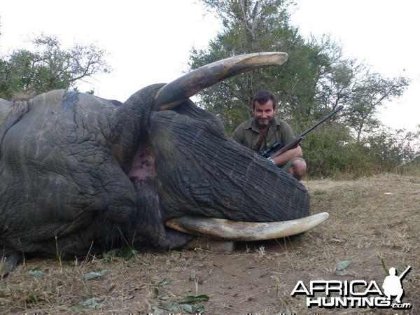 Elephant - South Africa