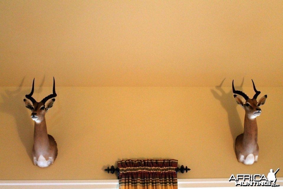 Two impala shot in Eastern Cape, South Africa