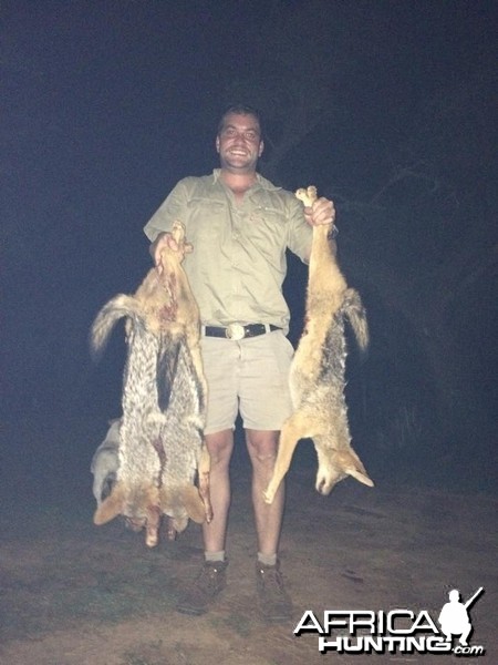 Successful Jackal Hunt