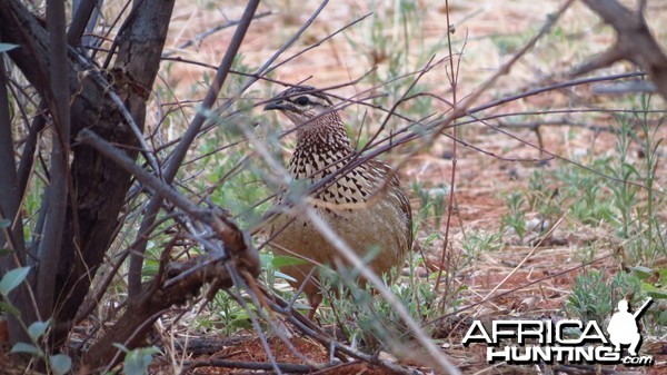 Crested Francolin Namibia