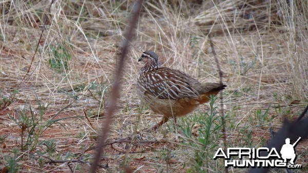 Crested Francolin Namibia