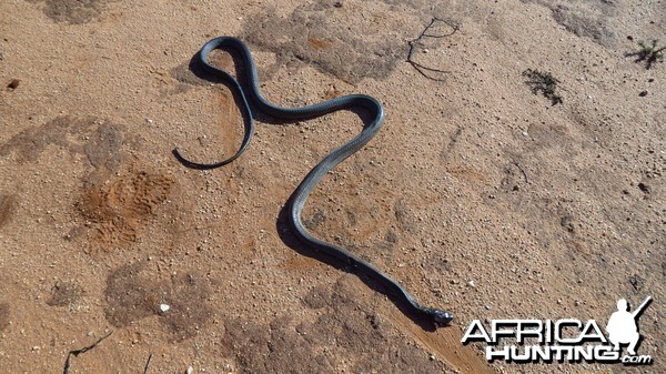 Black Mamba Namibia