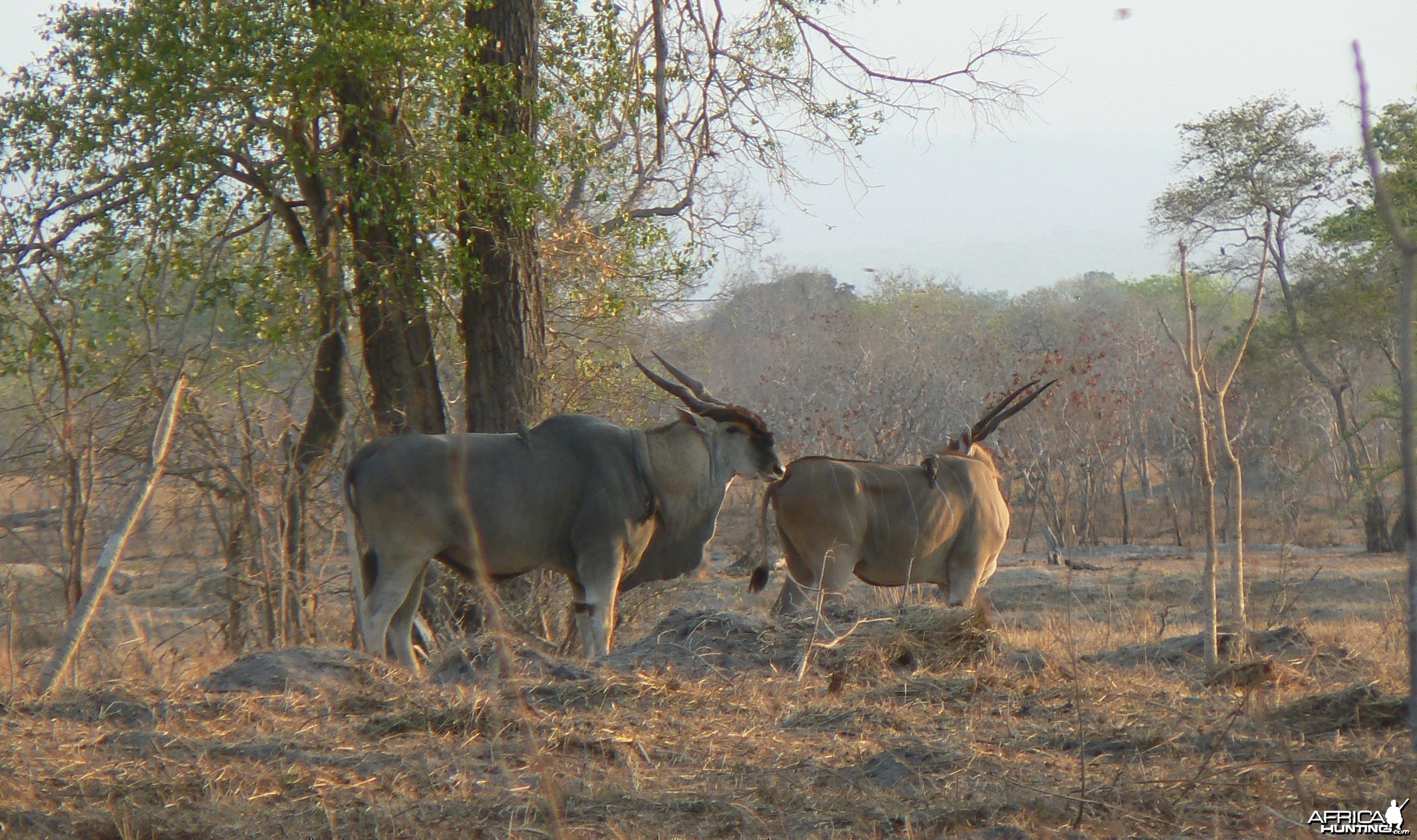 East african eland
