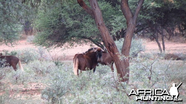 Black Wildebeest Namibia