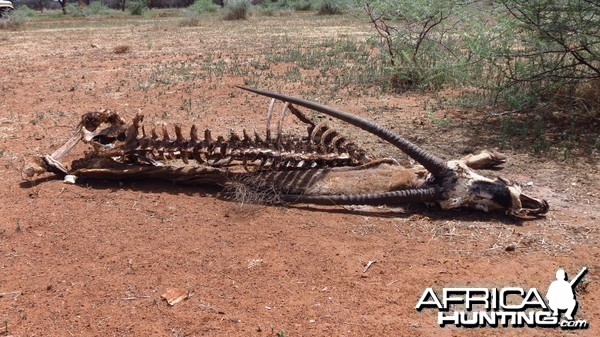 Oryx Carcass Namibia