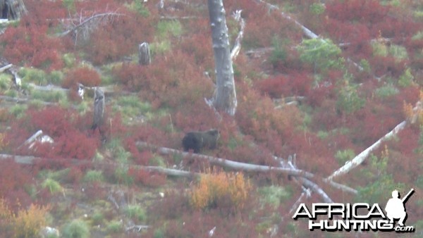 Idaho Grizzly Bear