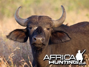 Young Buffalo Calf