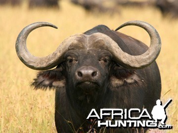 Young buffalo Bull