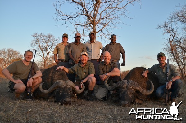 Buffalo KMG Hunting Safaris