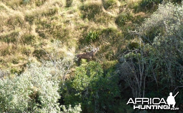 New Zealand Red Stag Hunting