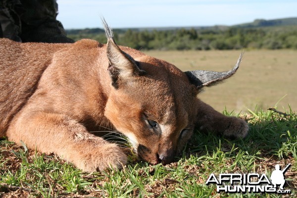 Lynx