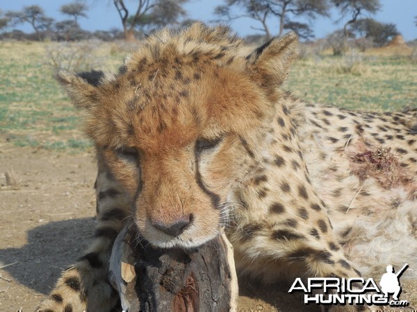 Hunting Cheetah at Ozondjahe Hunting Safaris in Namibia