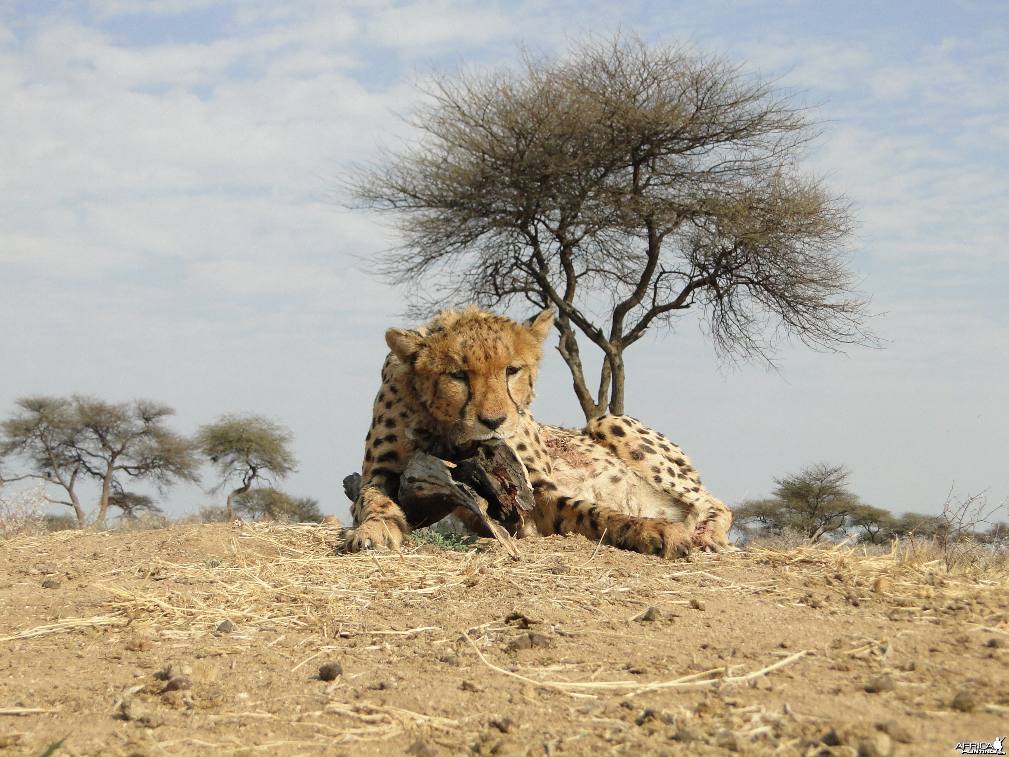 Hunting Cheetah at Ozondjahe Hunting Safaris in Namibia
