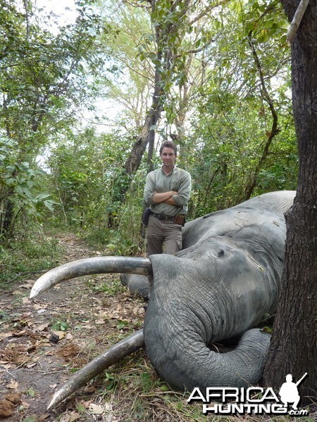 Elephant Hunted in Selous Tanzania - 62 x 63 pounds 185