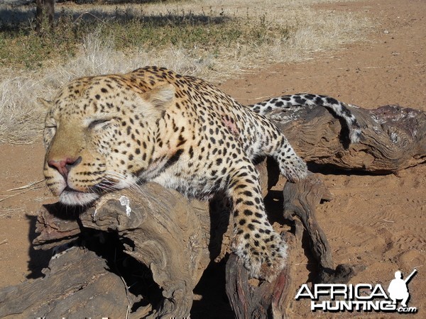 Hunting Leopard Ozondjahe Hunting Safaris in Namibia