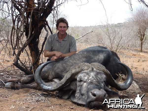 Buffalo 43' Hunted in Massai Land Tanzania