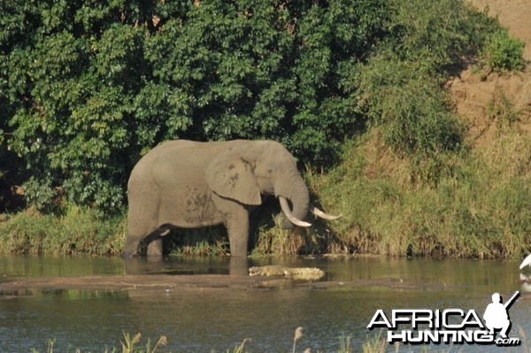 Elephant Vovodo River CAR