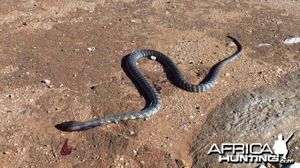 Zebra Spitting Cobra aka Zebra Snake