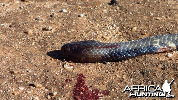 Zebra Spitting Cobra aka Zebra Snake