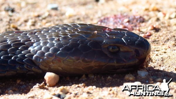 Zebra Spitting Cobra aka Zebra Snake