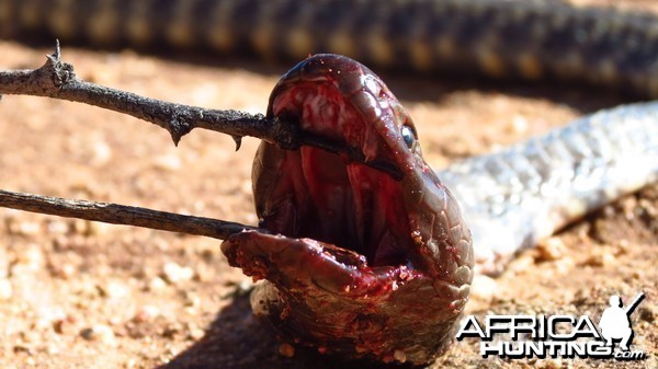 Zebra Spitting Cobra aka Zebra Snake