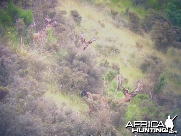 Red Stags in the Velvet