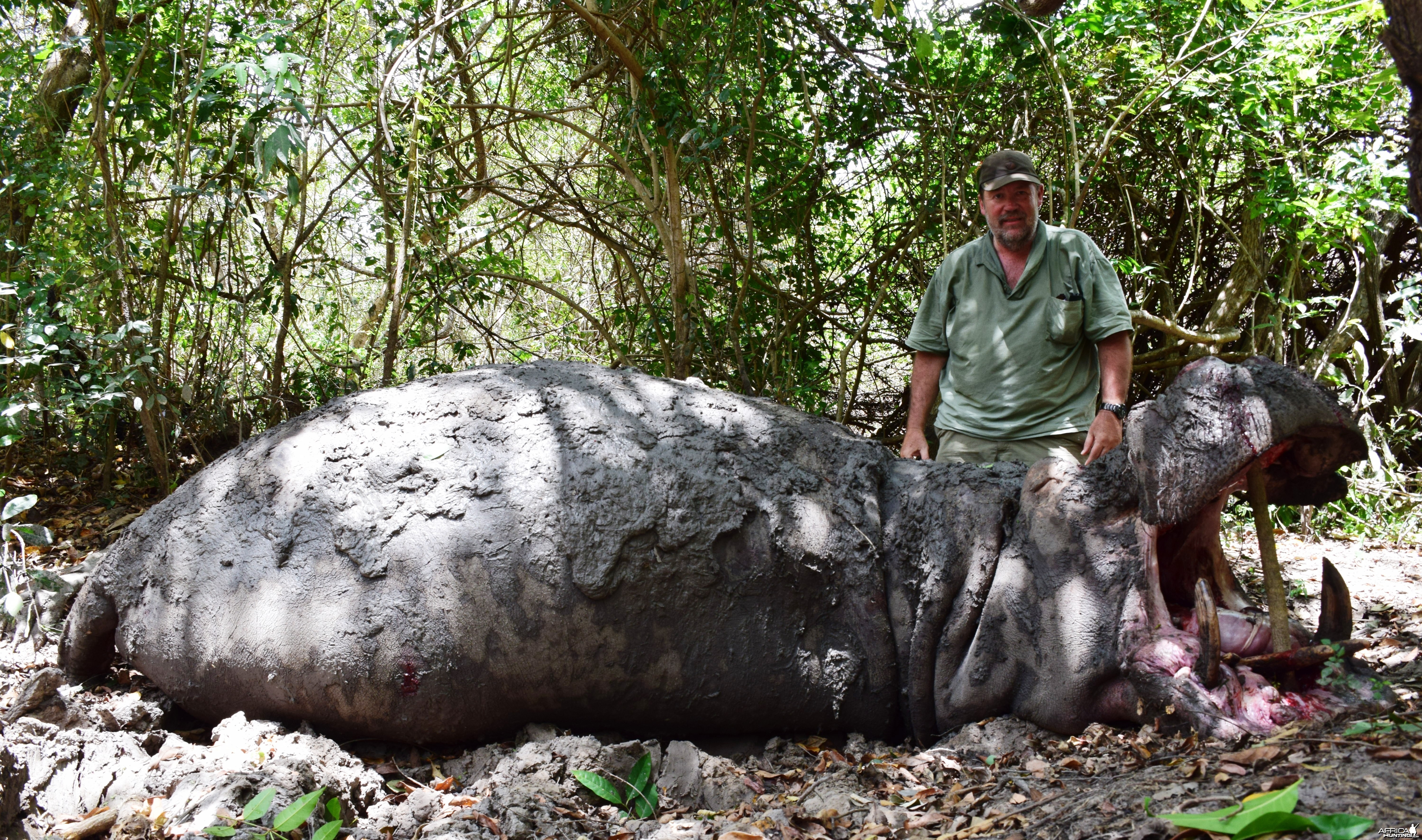 Selous Hippo 2014