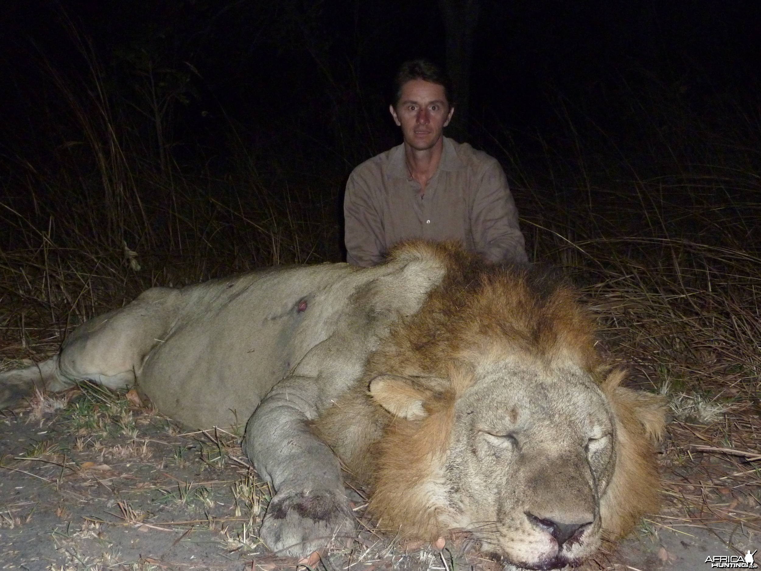 Hunting Lion Selous Tanzania