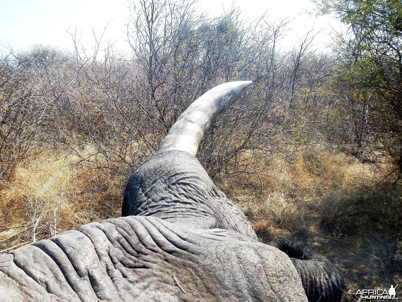 Elephant Namibia, July 2014