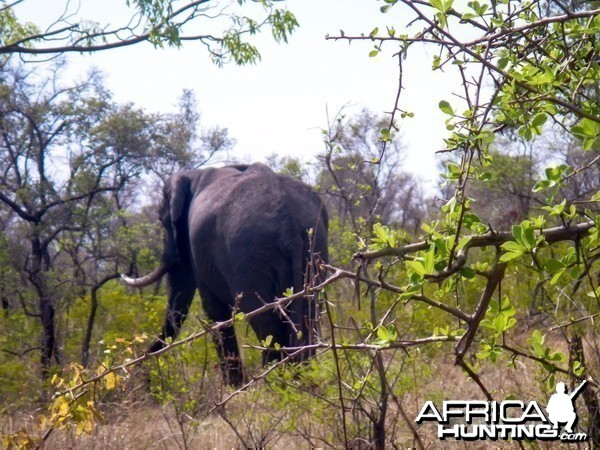 Elephant Zimbabwe, November 2014