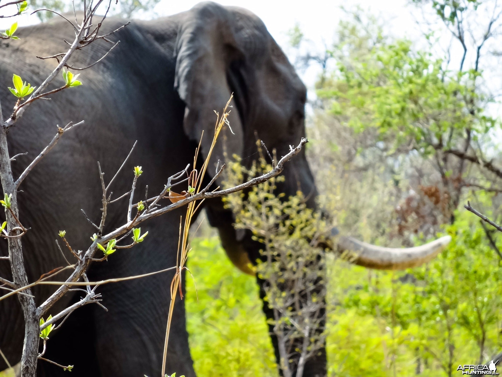 Elephant Zimbabwe, November 2014