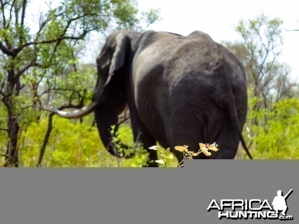 Elephant Zimbabwe, November 2014