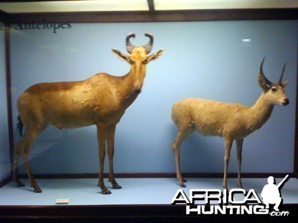 Taxidermy Lichtenstein Hartebeest &amp; Puku